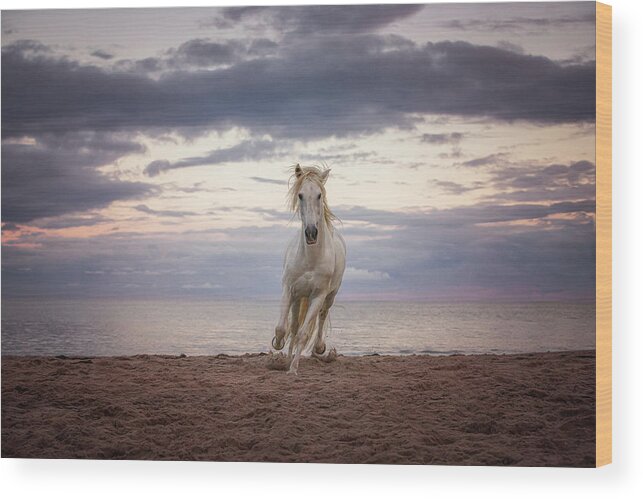 Photographs Wood Print featuring the photograph From the Sea - Horse Art by Lisa Saint