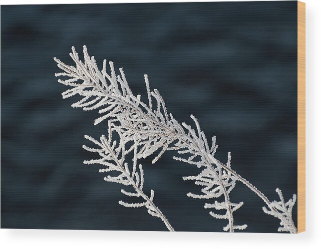 Frost Wood Print featuring the photograph Frost Covered Grasses by Linda Villers