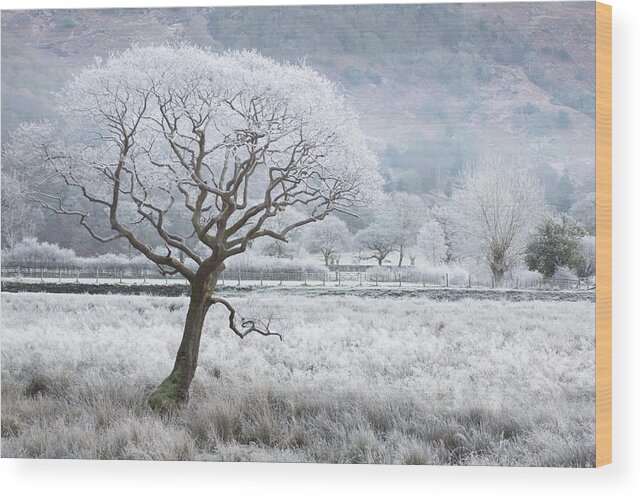 Frost Laced Tree Wood Print featuring the photograph Frost laced tree, winter's morning, Borrowdale, Lake District by Anita Nicholson