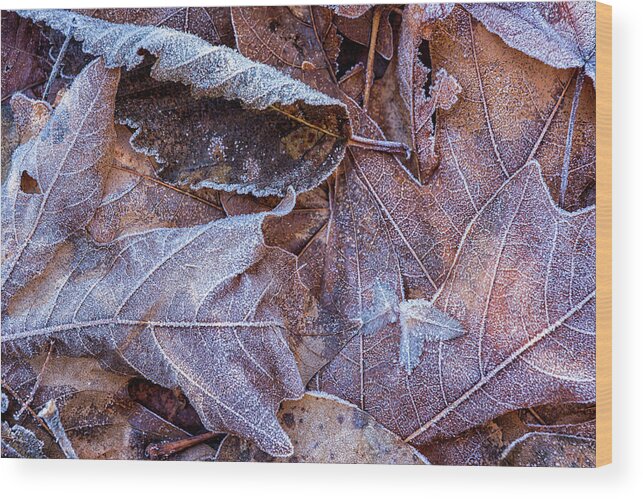 Frost Wood Print featuring the photograph Frost on Fallen Leaves by Belinda Greb