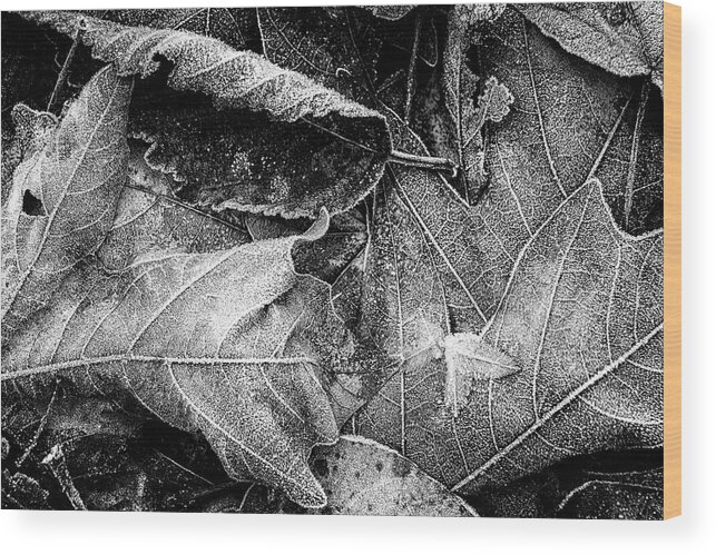 Frost Wood Print featuring the photograph Frost on Fallen Leaves bw by Belinda Greb