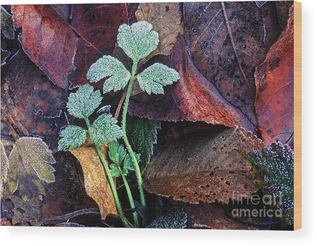  Leaves Wood Print featuring the photograph Frosted buttercup leaves by Michael Wheatley