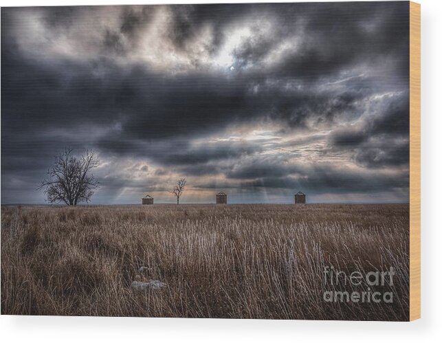 Pawnee National Grassland Wood Print featuring the photograph Frosted Grass on the Pawnee by Christopher Thomas