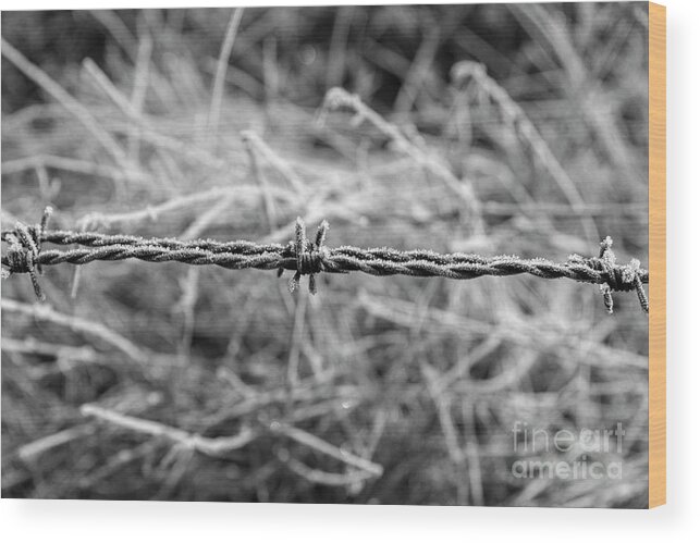 Barbed Wood Print featuring the photograph Frosty Barbs by Daniel M Walsh