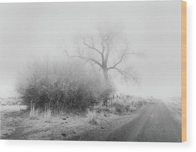 Nature Wood Print featuring the photograph Frosty Cottonwood in Fog - Monochrome by Mike Lee