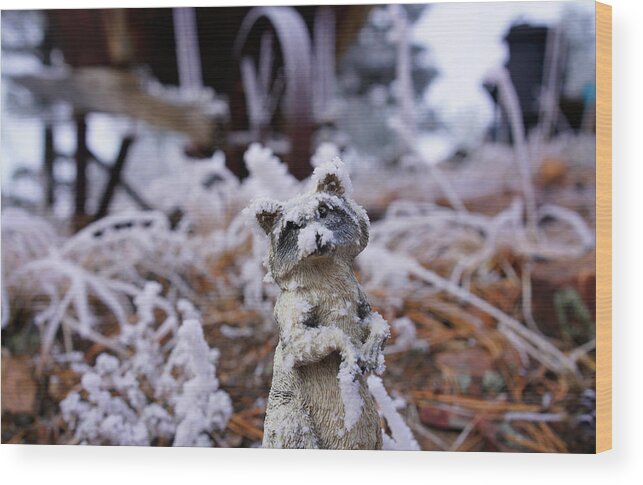 Frost Wood Print featuring the photograph Frosty Raccoon by Rick Wilking