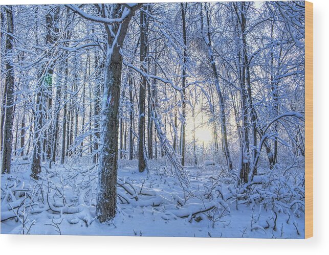 Winter Wood Print featuring the photograph Frozen Blazing Sun by Dale Kauzlaric