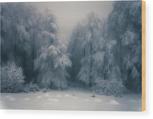 Mountain Wood Print featuring the photograph Frozen Forest by Evgeni Dinev