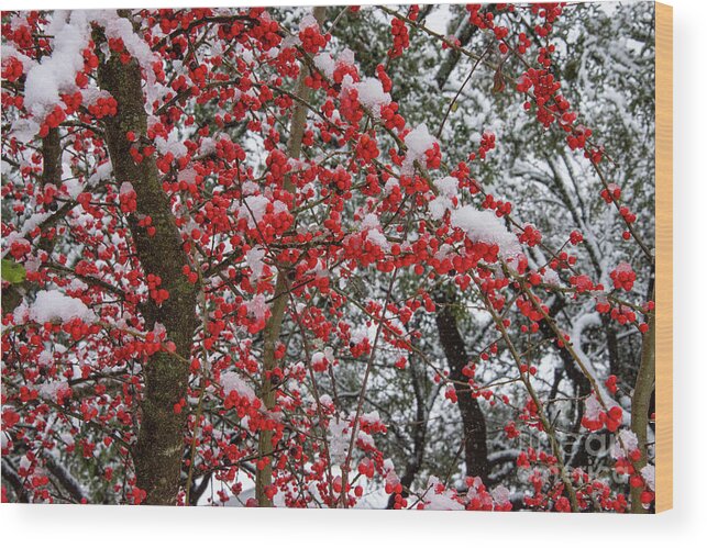 Georgetown Wood Print featuring the photograph Frozen Possumhaw Berries by Bob Phillips