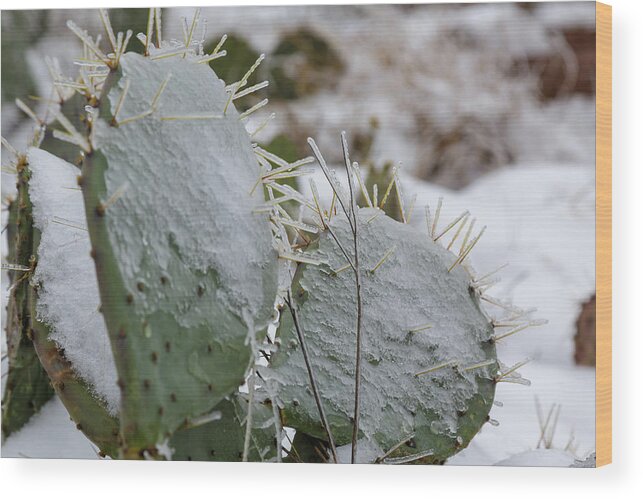 Prickly Wood Print featuring the photograph Frozen Prickly Pear by Steve Templeton