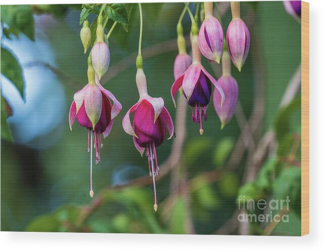 Blooming Wood Print featuring the photograph Fuchsia Flower Blurred Background by Pablo Avanzini