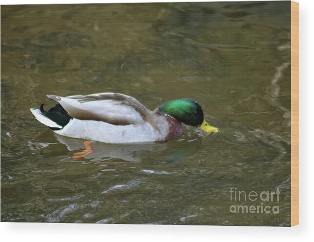 Mallard Duck Wood Print featuring the photograph Full colour of a male Mallard duck by Pics By Tony