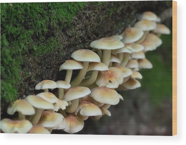 Fungi Wood Print featuring the photograph Fungal foray by Gareth Parkes