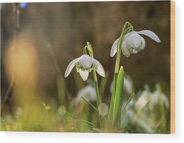 Galanthus Nivalis Wood Print featuring the photograph Galanthus Nivalis grows on garden and shoot in backlight. Yellow backlight. Sunshine on leaves. Spring flower. First beauty after winter by Vaclav Sonnek