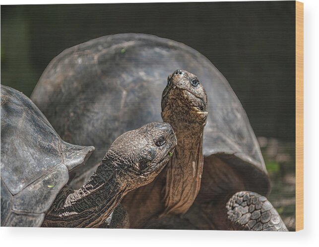 Giant Tortoises Wood Print featuring the photograph Galapagos giant tortoises by Henri Leduc