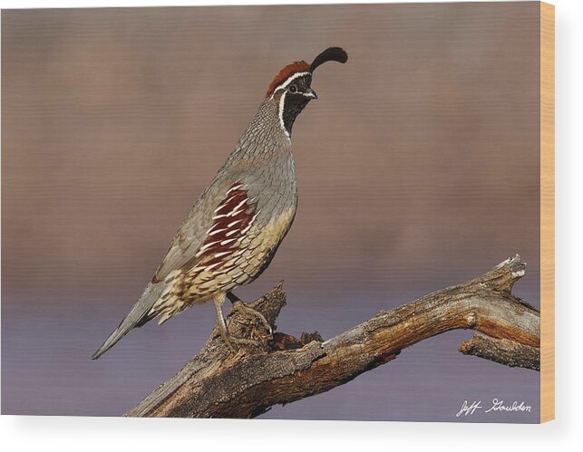 Animal Wood Print featuring the photograph Gambel's Quail Perched on a Branch by Jeff Goulden
