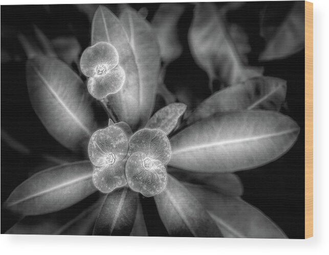 Black Wood Print featuring the photograph Garden Crown of Thorns Black and White by Debra and Dave Vanderlaan