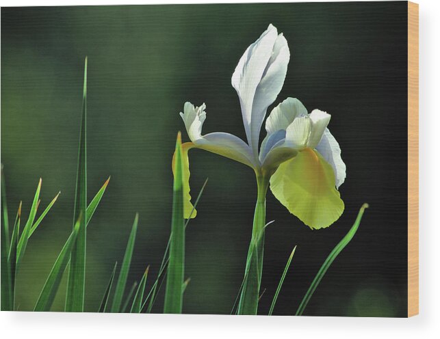 Iris Flower Wood Print featuring the photograph Garden Iris and Leaves by Angelo DeVal