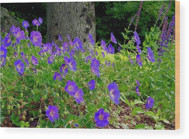 Flowers Wood Print featuring the photograph Garden of Cranesbill by Alida M Haslett