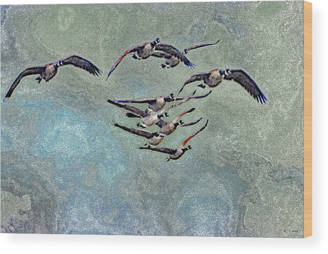 Geese And Clouds Wood Print featuring the digital art Geese And Clouds by Tom Janca