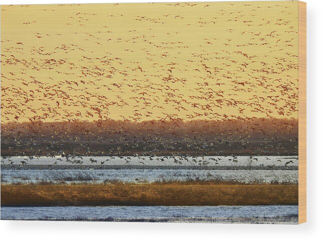 Geese Wood Print featuring the photograph Geese in Golden Light by Rod Seel