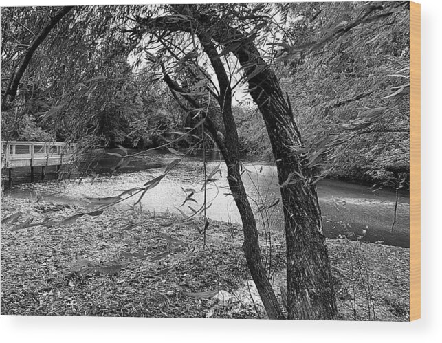 Greenville Wood Print featuring the photograph Gentle Breeze in BW by Lee Darnell