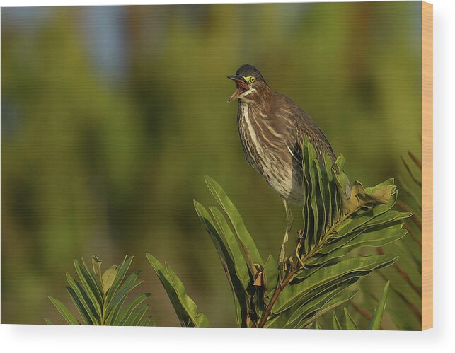 Green Heron Wood Print featuring the photograph GH Talking 1 by RD Allen