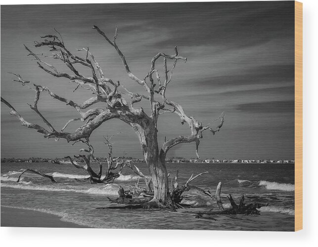 Monochrome Wood Print featuring the photograph Ghost Tree by Stephen Sloan