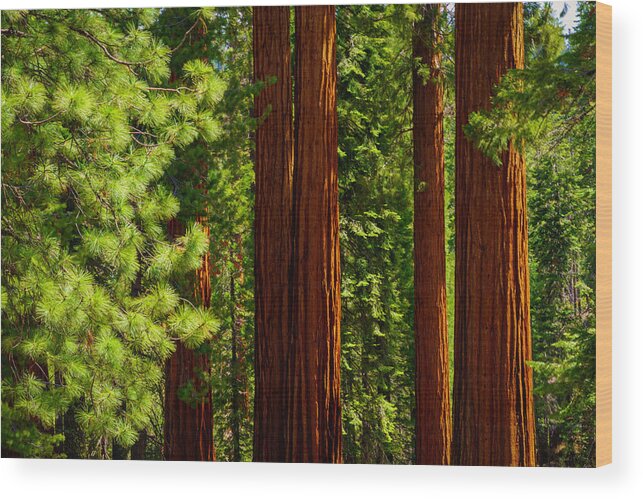 Sequoia Trees Wood Print featuring the photograph Giant Sequoias in Mariposa Grove 3 by Lindsay Thomson