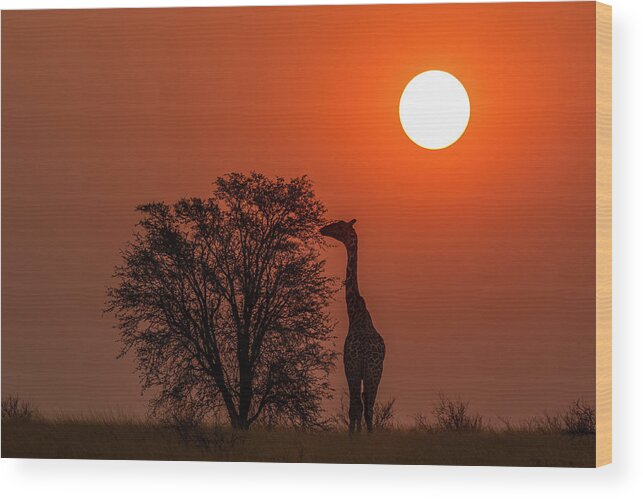 Giraffe Wood Print featuring the photograph Giraffe at Sunset by MaryJane Sesto