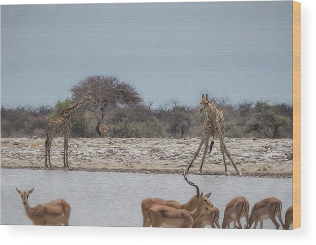 Giraffe Wood Print featuring the photograph Giraffe Bending to Get a Drink at Klein Namutoni by Belinda Greb