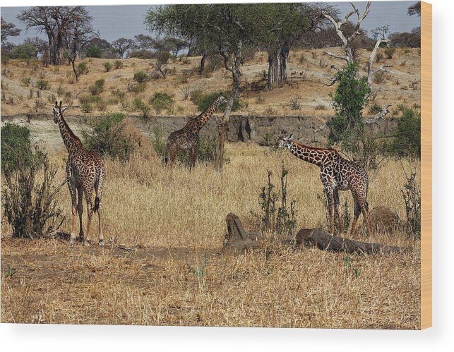 3 Giraffes Wood Print featuring the photograph Giraffes Scene by Sally Weigand