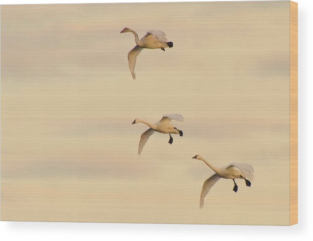 Tundra Swans Wood Print featuring the photograph Gliding Among the Pastel Clouds by Beth Venner
