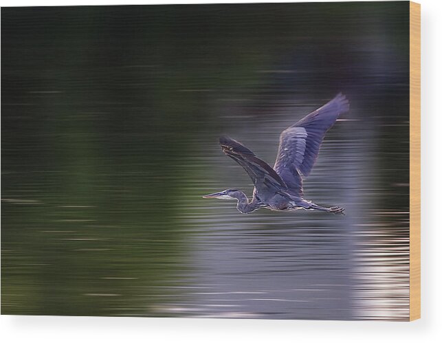 Great Blue Heron Wood Print featuring the photograph Gliding Great Blue Heron at a Wisconsin pond by Peter Herman