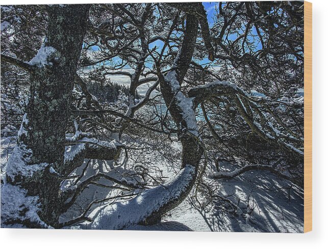 Gnarled Jack Pine On Bedrock Wood Print featuring the photograph Gnarled Jack Pine On Schoodic Bedrock by Marty Saccone