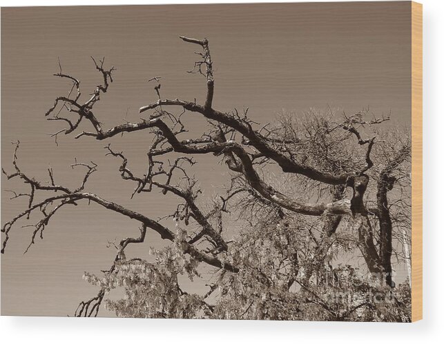 Branches Wood Print featuring the photograph Gnarled Old Hands by Kimberly Furey