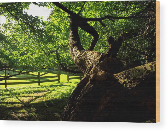 Afternoon Sun Wood Print featuring the photograph Gnarled Tree and Rustic Fence in Golden Hour by Steve Ember