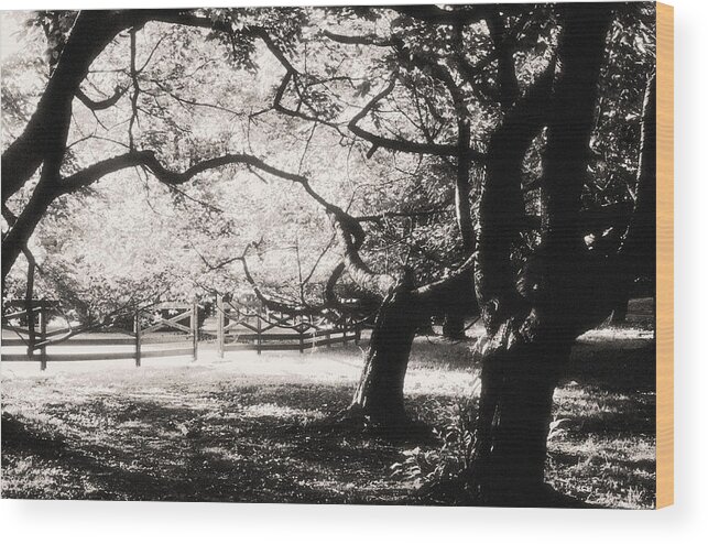 Woodland Wood Print featuring the photograph Gnarled Trees and Rustic Fence in Golden Hour by Steve Ember
