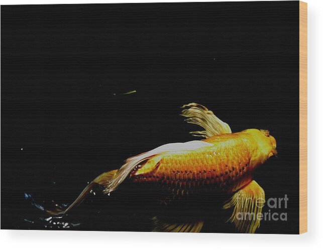 Gold Koi Photograph Wood Print featuring the photograph Gold Koi Against the Darkness by Expressions By Stephanie