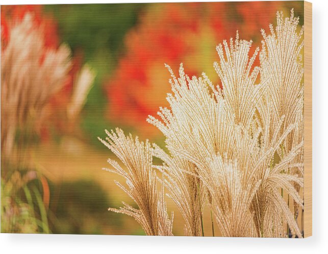 New Hampshire Wood Print featuring the photograph Golden Autumn Grass by Jeff Sinon