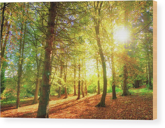 Andbc Wood Print featuring the photograph Golden Day by Martyn Boyd