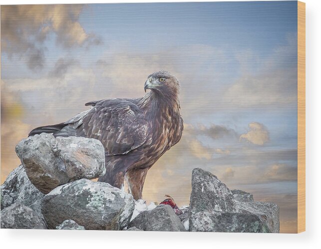 Accipitridae Wood Print featuring the photograph Golden eagle with prey at sunrise by Jivko Nakev