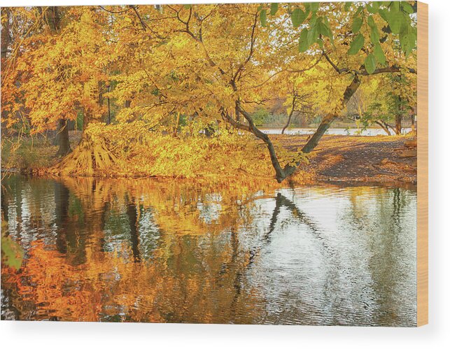 Golden Wood Print featuring the photograph Golden Fall Reflections in Brooklyn by Auden Johnson