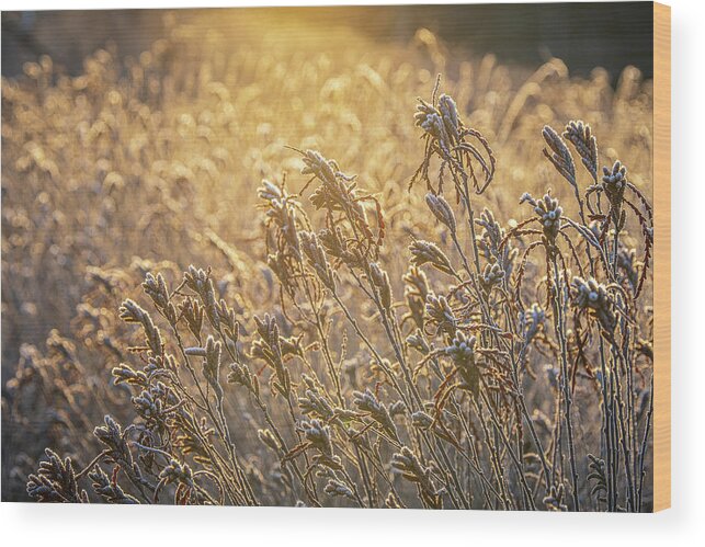 New Hampshire Wood Print featuring the photograph Golden Light On Sweetfern by Jeff Sinon