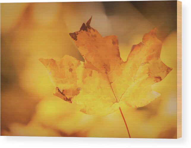 Changing Leaves Wood Print featuring the photograph Golden by Linda Shannon Morgan