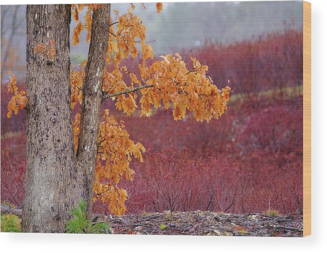 New Hampshire Wood Print featuring the photograph Golden Oak by Jeff Sinon