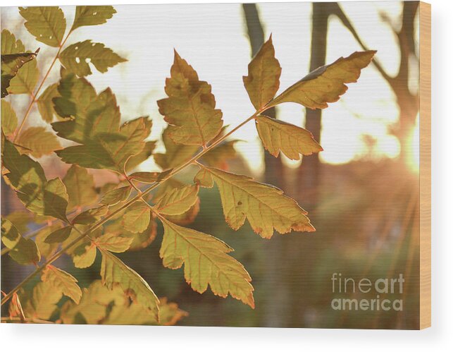 Golden Rain Wood Print featuring the photograph Golden Rain 1 by Mark Ali