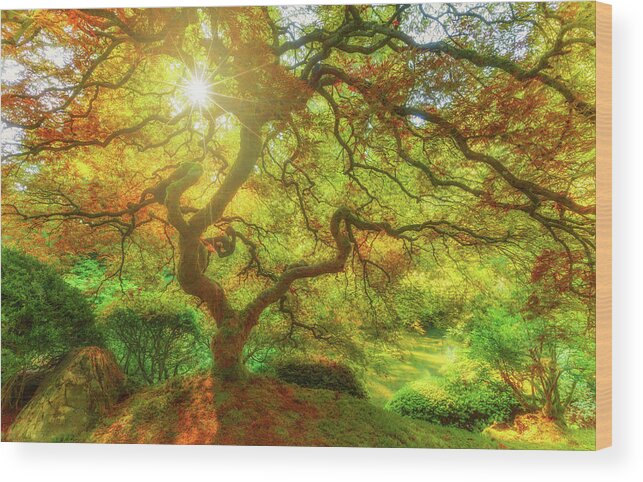 Trees Wood Print featuring the photograph Good Morning Sunshine by Darren White