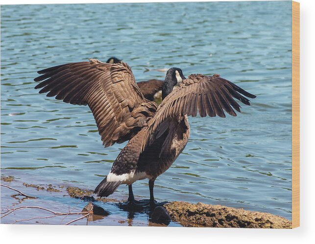 Geese Wood Print featuring the photograph Goose in the Park by Auden Johnson