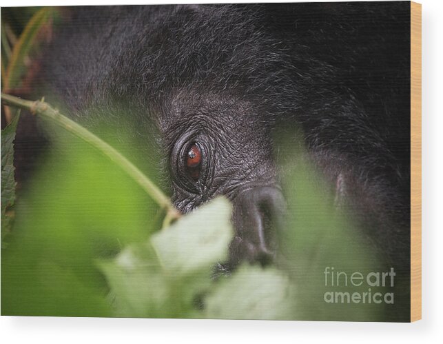 Mountain Gorilla Wood Print featuring the photograph Gorilla Close-Up by Kate Malone